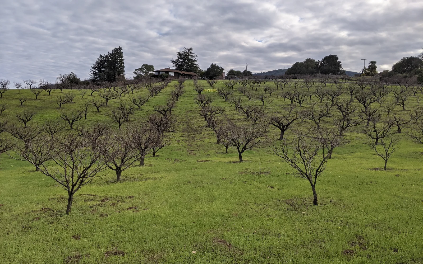 Winter view of an apricot orchard showing rows of bare trees in a California agricultural landscape